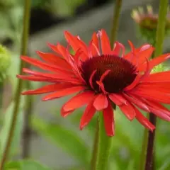 ECHINACEA purpurea 'Hot Lava'