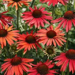 ECHINACEA purpurea 'Hot Lava'