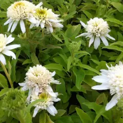 ECHINACEA purpurea 'Meringue'® - Echinacée