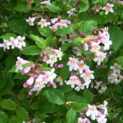 KOLKWITZIA amabilis - Buisson de beauté