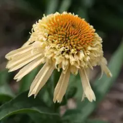 ECHINACEA purpurea 'Secret Joy'®' - Echinacée