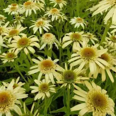 ECHINACEA purpurea 'Secret Joy'®' - Echinacée