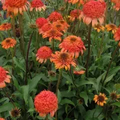 ECHINACEA purpurea 'Secret Lust'®' - Echinacée