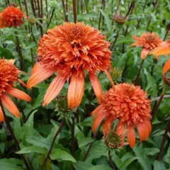 ECHINACEA purpurea 'Secret Lust'®' - Echinacée