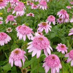 ECHINACEA purpurea 'Secret Romance'® - Echinacée