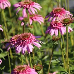 ECHINACEA purpurea 'Secret Romance'® - Echinacée