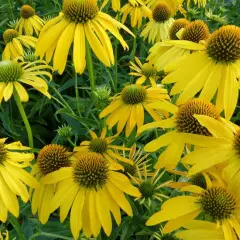 ECHINACEA purpurea 'Summer Breeze'® - Echinacée