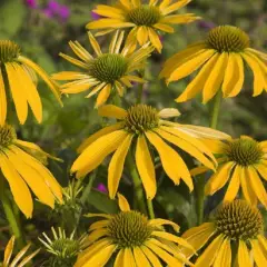 ECHINACEA purpurea 'Summer Breeze'® - Echinacée