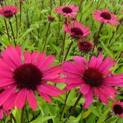 ECHINACEA purpurea 'Summer Cloud'®