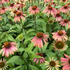 ECHINACEA purpurea 'Summer Cocktail'®