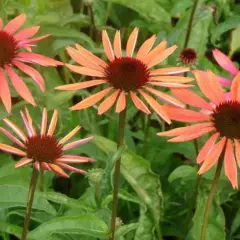 ECHINACEA  purpurea 'Sundown'®