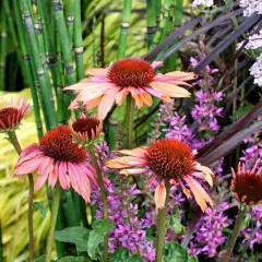 ECHINACEA  purpurea 'Sundown'®