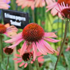 ECHINACEA  purpurea 'Sundown'®