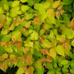 KOLKWITZIA amabilis 'Maradco' - Buisson de beauté doré