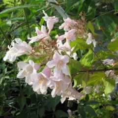 KOLKWITZIA amabilis 'Maradco' - Buisson de beauté doré