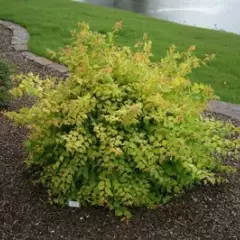 KOLKWITZIA amabilis 'Maradco' - Buisson de beauté doré