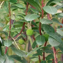 ARBUTUS unedo - Arbre aux fraises