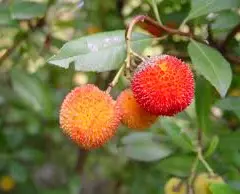 ARBUTUS unedo - Arbre aux fraises