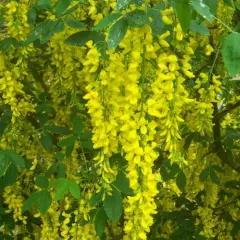 LABURNUM anagyroides - Cytise Commun, Faux ébénier