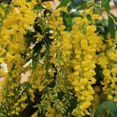 LABURNUM anagyroides - Cytise Commun, Faux ébénier