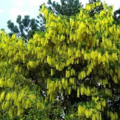 LABURNUM anagyroides - Cytise Commun, Faux ébénier