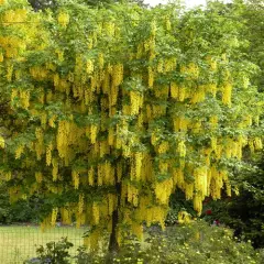 LABURNUM anagyroides - Cytise Commun, Faux ébénier