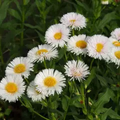 ERIGERON 'Professor Korodi'