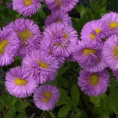 ERIGERON 'Rosa Triumph' - Vergerette