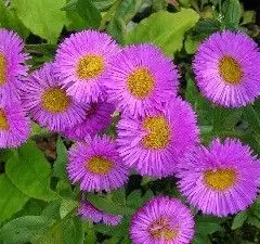 ERIGERON 'Rosa Triumph' - Vergerette