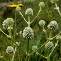 ERYNGIUM agavifolium - Panicaut