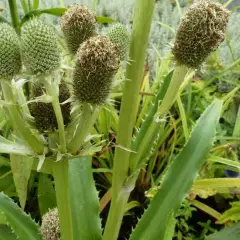 ERYNGIUM agavifolium - Panicaut