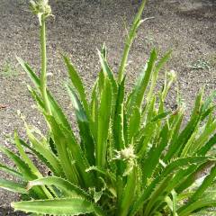 ERYNGIUM agavifolium - Panicaut
