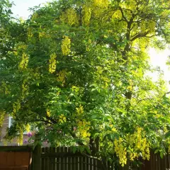 LABURNUM watereri 'Vossii'