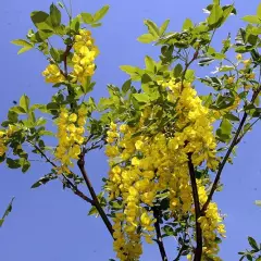 LABURNUM watereri 'Vossii'