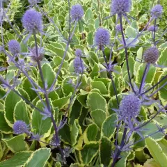 ERYNGIUM planum 'Jade Frost'® - Panicaut