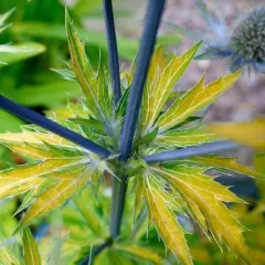 ERYNGIUM planum 'Neptune’s Gold' - Panicaut