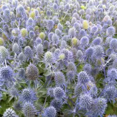 ERYNGIUM planum 'Tiny Jackpot'®