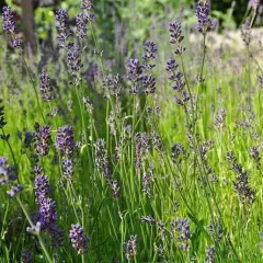 LAVANDULA angustifolia 'Munstead'