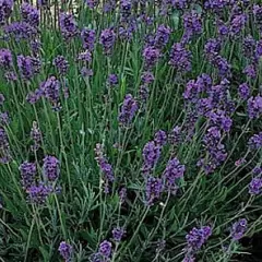 LAVANDULA angustifolia 'Munstead'