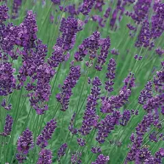 LAVANDULA angustifolia 'Munstead'