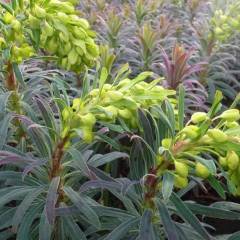 EUPHORBIA characias 'Purple and Gold' - Euphorbe des garrigues