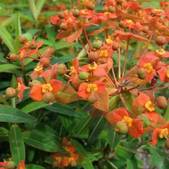 EUPHORBIA griffithii 'Dixter' - Euphorbe