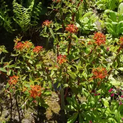 EUPHORBIA griffithii 'Dixter' - Euphorbe