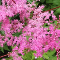 FILIPENDULA 'Kahome' - Filipendule