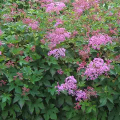 FILIPENDULA 'Kahome' - Filipendule