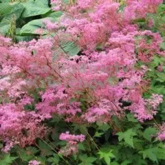 FILIPENDULA palmata 'Nana' - Reine des Prés