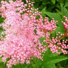 FILIPENDULA palmata 'Nana' - Reine des Prés