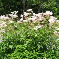 FILIPENDULA purpurea 'Alba' - Reine de Prés