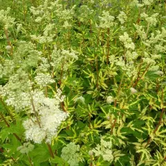 FILIPENDULA ulmaria 'Variegata'