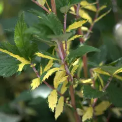 FILIPENDULA ulmaria 'Variegata'